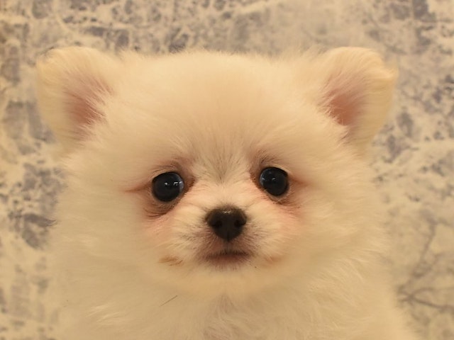 神奈川県のハーフ犬・ミックス犬 (ペッツワン三浦店/2024年5月13日生まれ/女の子/クリーム)の子犬